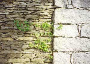 stone wall